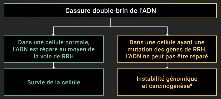 Cassure double-brin de l'ADN - Dans une cellule normale, l'ADN est réparé au moyen de la voie de RRH - Survie de la cellule - Dans une cellule ayant une mutation des gènes de RRH, l'ADN ne peut pas être réparé - Instabilité génomique et carcinogenèse(6)