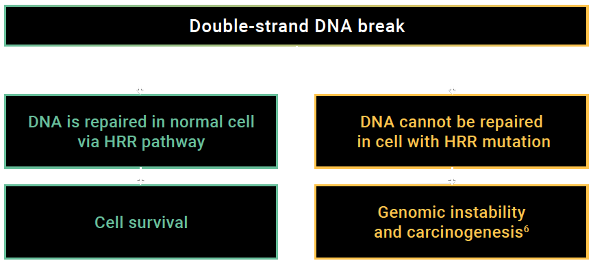 Double-strand DNA break - DNA is repaired in normal cell via HRR therapy - Cell survival - DNA cannot be repaired in cell with HRR mutation - Genomic instability and carcinogenesis(6)