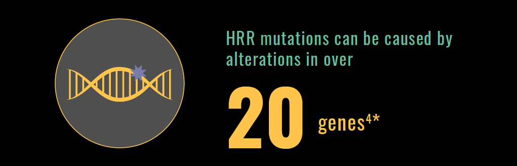 Image - DNA - HRR mutations can be caused by alterations in over 20 genes(4*)